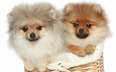 What are the benefits of Pomeranian egg yolks