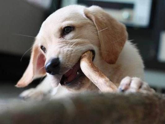 Labrador does not eat how to do