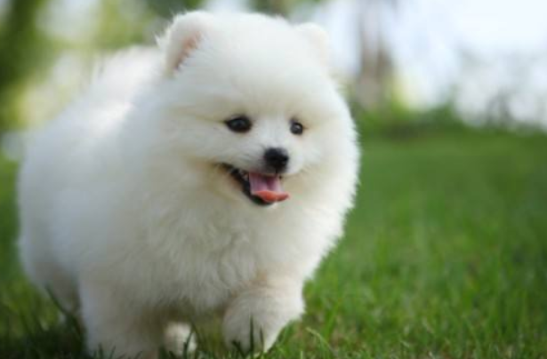 How many catties does the Pomeranian dog eat a day