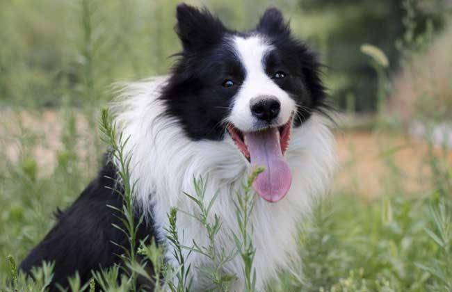 Does the Border Collie eat rice?