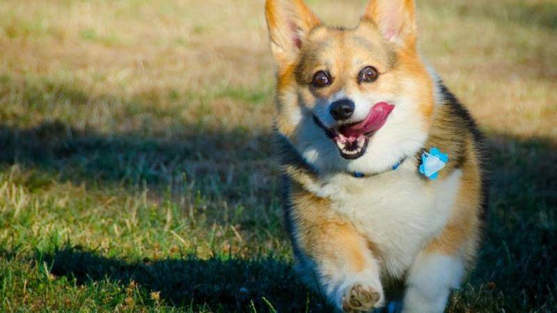 How many days to wean a border collie