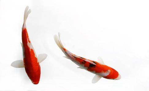 What to do with cloudy water for koi