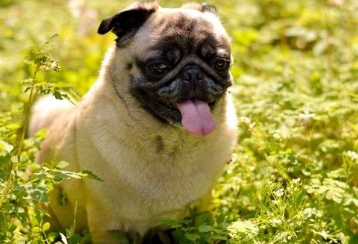 What do pugs like to eat?