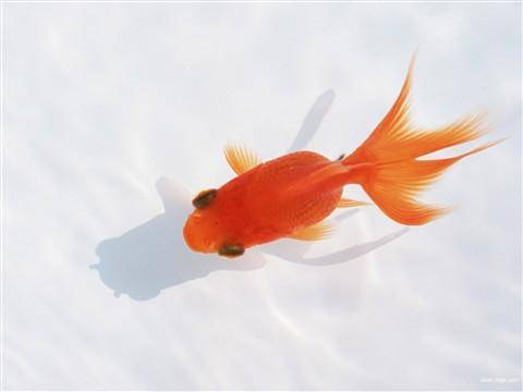How to raise a small goldfish will not die