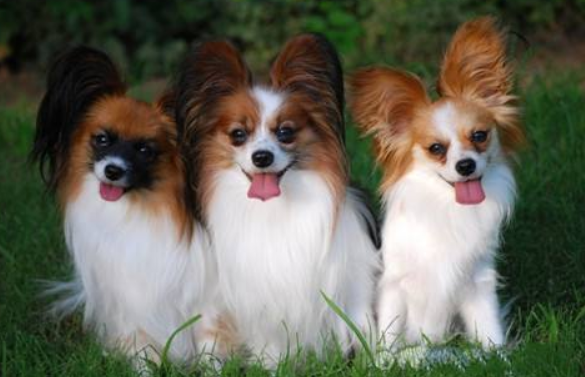 Feeding of butterfly dogs