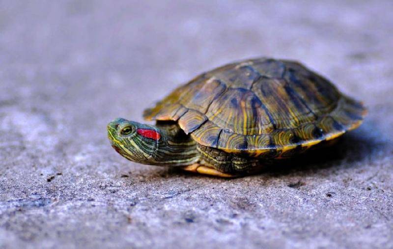 The life habits of the little turtle