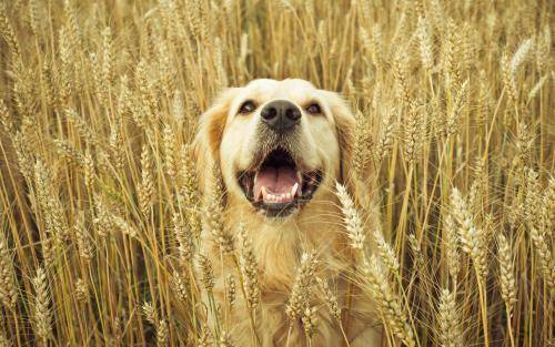 Can dogs eat shrimp?