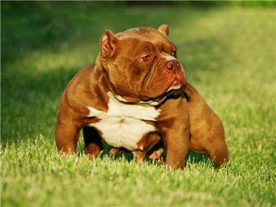 What to feed a bully dog