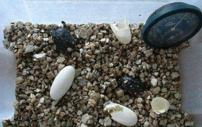 How to hatch turtle eggs