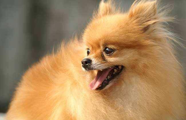 How much dog food Pomeranian eats every day