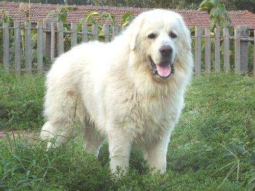 Great Pyrenees puppies how to see pure or impure