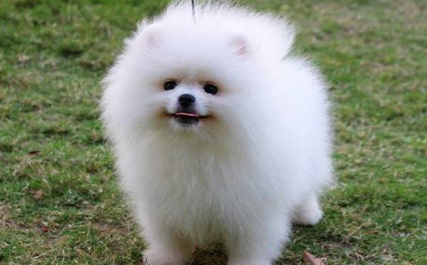 How many catties does the Pomeranian dog eat a day