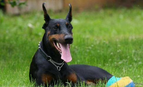 What to eat for Doberman