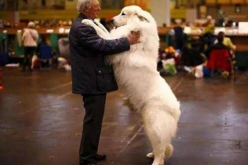Is the Great Pyrenees suitable for rural areas