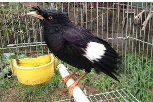 How to teach starlings to speak quickly