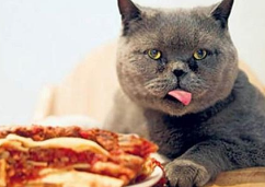 What to do if your cat doesn't eat