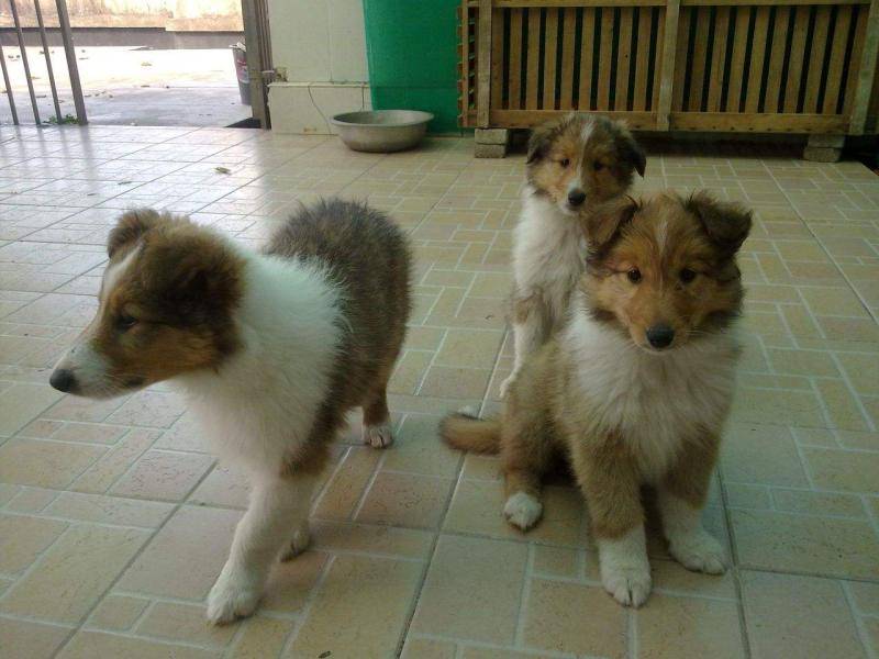 What kind of food is good for the border collie