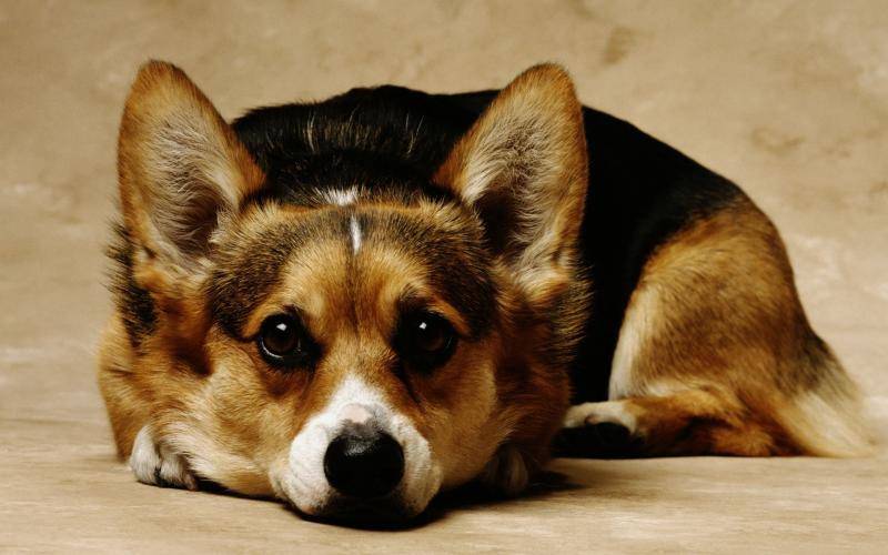 What is the best dog food for corgis