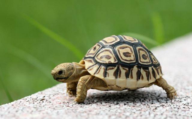 What to eat turtle