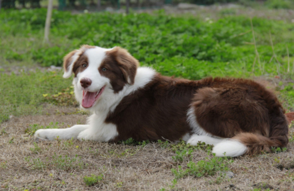 There are several breeds of border collie