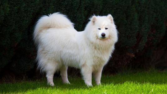 A Samoyed or a border collie