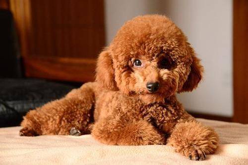 Poodles often shed tears how to return a responsibility