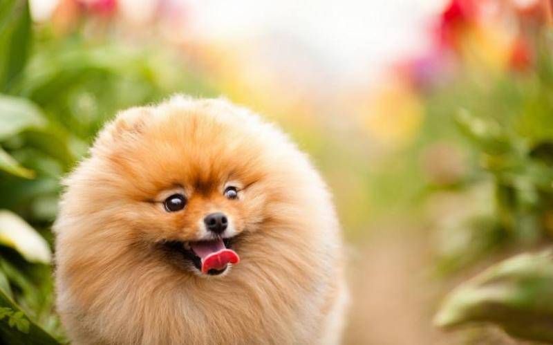 How does Pomeranian not like to drink water