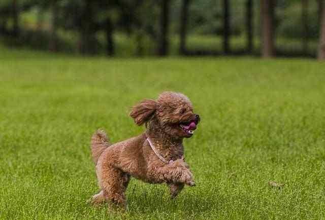 What if the poodle doesn't have much mouth hair