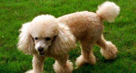 How did poodle get dermatosis to treat