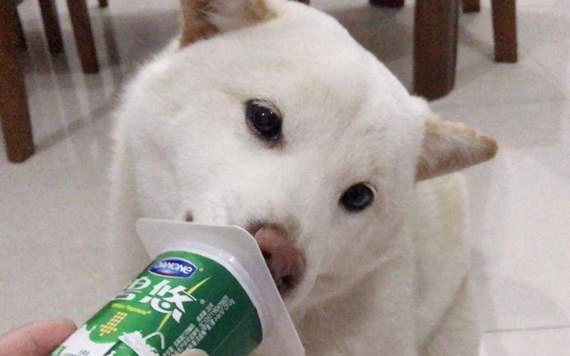 Can dogs drink yogurt?