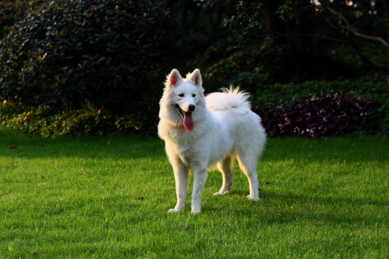 Do Samoyeds eat a lot?