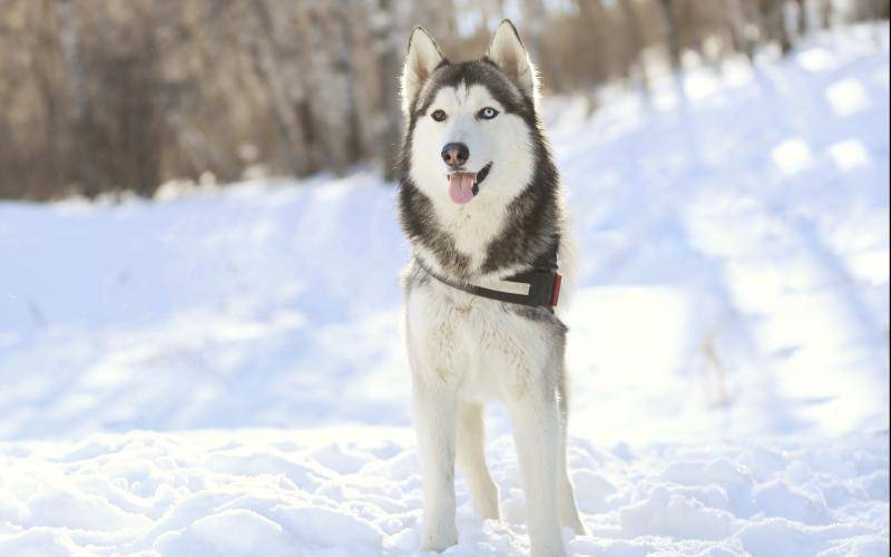 What is the best dog food for Alaska