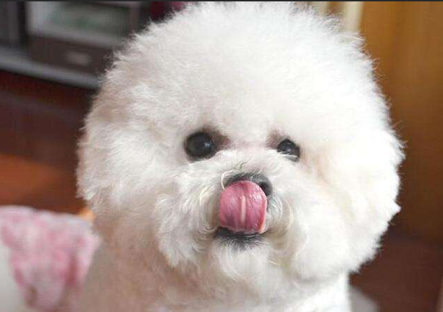 How many times a day do you feed your Bichon Frise?