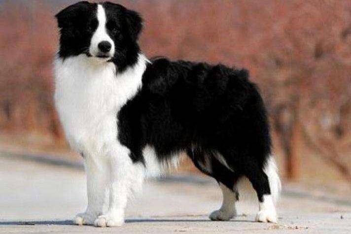 Border collie building can be kept