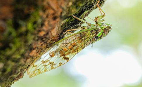 What does cicada mainly eat