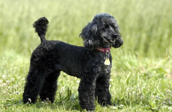 Where can I get a black poodle