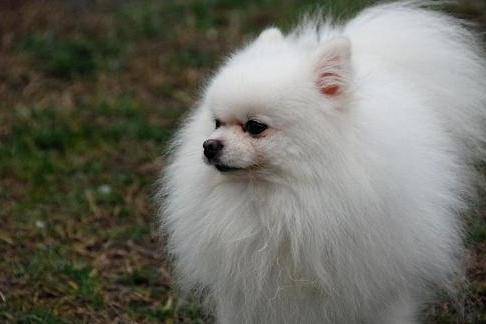 What to do about Pomeranian black skin disease