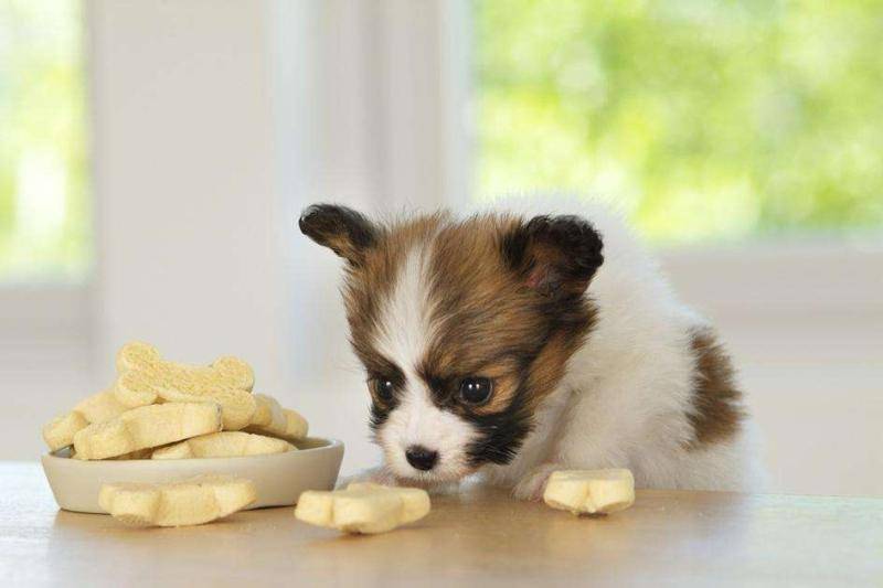 What are the foods that papillons can't eat