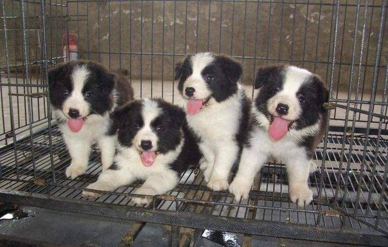 What kind of food is good for the border collie