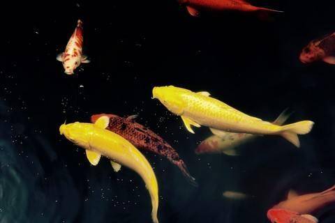 Feeding method of Koi