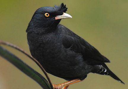 What food does starling eat
