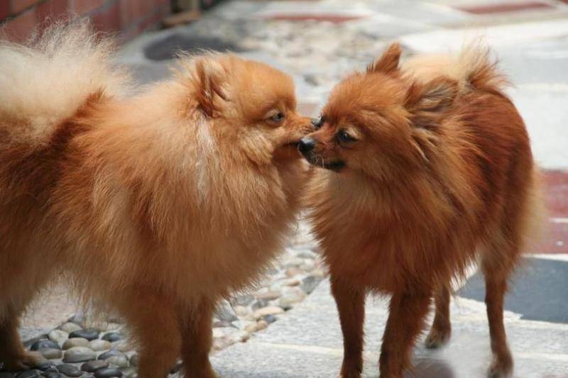 What does Pomeranian old dog eat