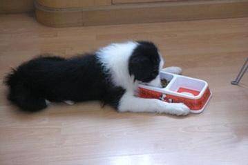 Border collie how much dog food a day