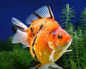 Keep a few goldfish is best