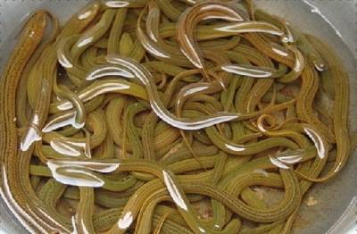 What Eels Eat