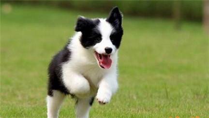 How long does it take for a Border Collie to change its coat