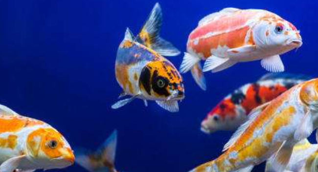 Ornamental fish culture technology