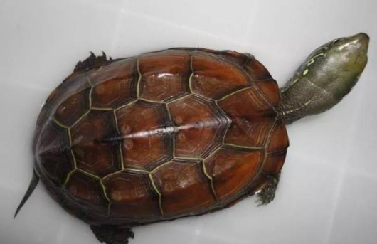 How to raise Chinese grass turtles