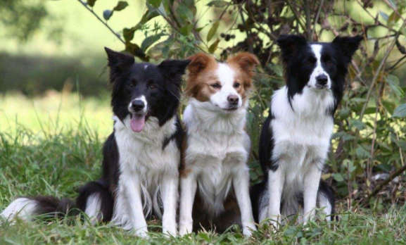 How many times a year does the border collie change its coat