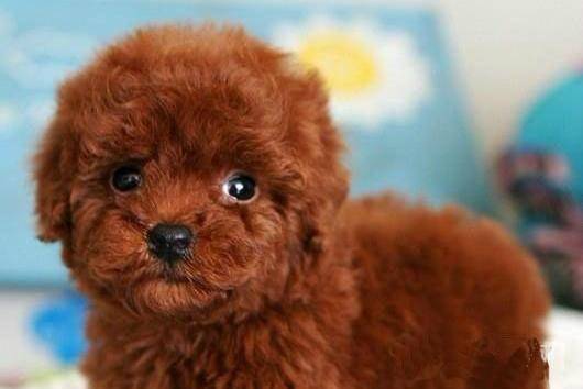 Can fungal infections in Teddy dogs be transmitted to humans?